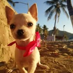 Dante - @_dantejacinto_ - Instagram