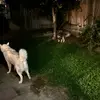 Dante - @dantedonkey22 - TikTok