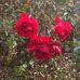 Dante Lambertini - Facebook
