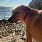 Dante Logan 🐾 - @danteeevans - Instagram
