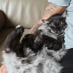 Dante 🐱 - @dante.mainecoon - Instagram