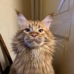 @dante_maine_coon - Instagram