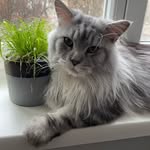 Dante Maine coon boy - @dante.mainecoonboy - Instagram