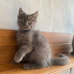 Dante - @maine_coon_dante - Instagram