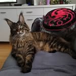 Dante_Official - @dante_mainecoon - Instagram