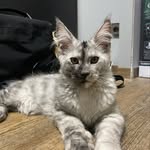 Dante the maine coon - @dante.maincoon - Instagram