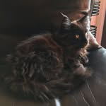 Dantemainecoon - @dantemainecoon - Instagram