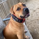 Dante - @dante_mixbully - Instagram