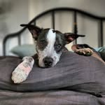 Dante - @dante_the_xolo_mix - Instagram