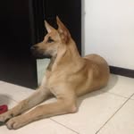 Dante_mixgermanshepherd - @dante_mixgermanshepherd - Instagram
