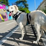 Furio Dante | Maremma Lab Mix - @furiodantethedawg - Instagram