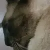 Dante Walter ruffo - @dante.walter.ruff - TikTok