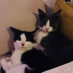 Mark Ruffalo and Dante - @catbrosbeforecathoes - Instagram