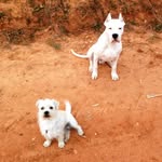 Scott&Dante🐶🐶 - @scott.dante - Instagram