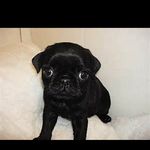 Dante Williamson - @pug_dream - Instagram