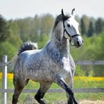ДаниЯ - @danyahill_horse - Instagram