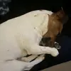 Danielle Henderson - @danielle.henderso - TikTok