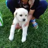 LiDaPeng - @lidapeng119 - TikTok