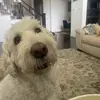 daphne - @daphne_thebest - TikTok