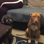 Daphne The Best Dog - @daphneandbambamthebestdogs - Instagram