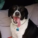 Daphne Blue - @cowdog007 - Instagram