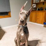 Daphne Blue - @daphnebluethegreatdane - Instagram