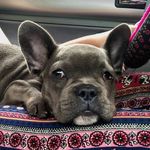 Daphne Blue 🦋🥺 - @daphnebluethefrenchie - Instagram