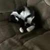Daphneboyd62 - @daphneboyd62 - TikTok