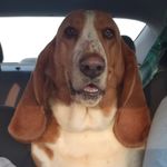 Daphne Ann Brewer - @divadog_daphne - Instagram