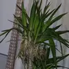 daphnecampbell921 - @daphnecampbell921 - TikTok