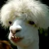 daphnee.cormier - @daphnee.cormier - TikTok