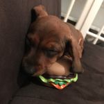 Daphne Cox - @daphne_theweenie - Instagram