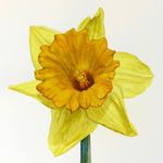 Daphne Dalton - @daphadill_art - Instagram