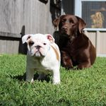 Daphne Dalton - @daphne_bulldog - Instagram