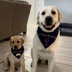 Daly and Daphne - @sunnys_daly_and_daphne - Instagram
