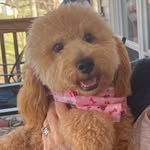 Daphne Dean - @daphythedoodle - Instagram