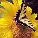 Daphne Dean Battey - @daffibatt - Instagram