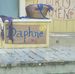 Daphne Devine - Facebook