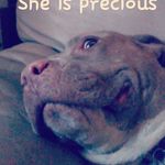 Daphne rose delina - @dphne_the_dog - Instagram