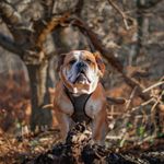 Daphne 🐾 - @daphnedilly_bulldog - Instagram