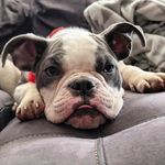Daphne - @daphnedillpickles - Instagram