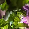 Daphne_O Dill - @daphne_o.dill - TikTok