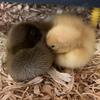 Daphne and Duncan 🖤💛 - @theducksdaphneandduncan - TikTok