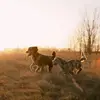 Daphne & Dutton - @midwestmerles - TikTok