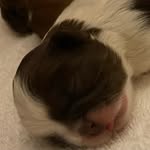 Daphne Dutton - @shihtzu_daphne2021 - Instagram