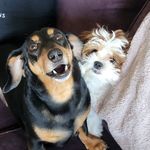 Duke Skywalker & Daphne Ann Missy “Misdemeanor” Elliott - @duke_and_daphne_the_dogs - Instagram