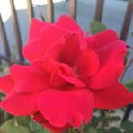 Bella Frye - Facebook