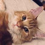 Daphne - @daphne_mainecoon - Instagram