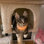 Daphne - @daphne_mainecoon_ - Instagram