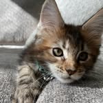Daphne the Maine Coon Kitten - @themainedaphne - Instagram
